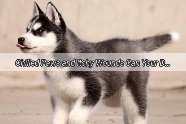 Chilled Paws and Itchy Wounds Can Your Dogs Winter Wounds Itch